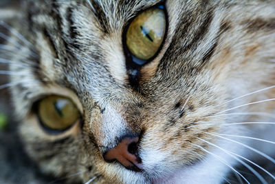 Close-up of cat