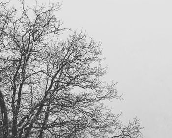 Low angle view of bird on branch against clear sky