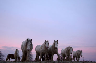 Horses walking on field against sky at dusk