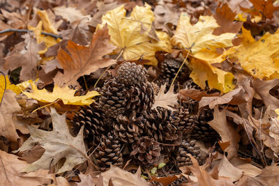 Close-up of autumn leaves