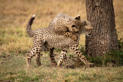 Close-up of cheetahs playing on field by tree trunk