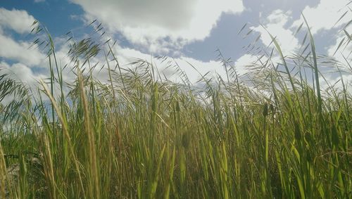 Close-up of grass against sky