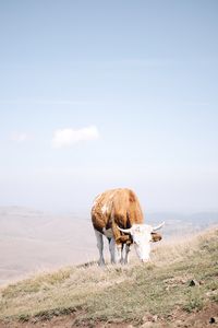 Cows on field