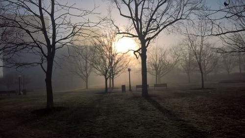 Bare trees on field against sky during foggy weather