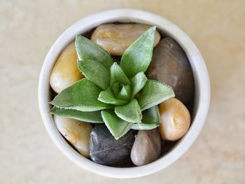 Directly above shot of succulent plant in bowl on table