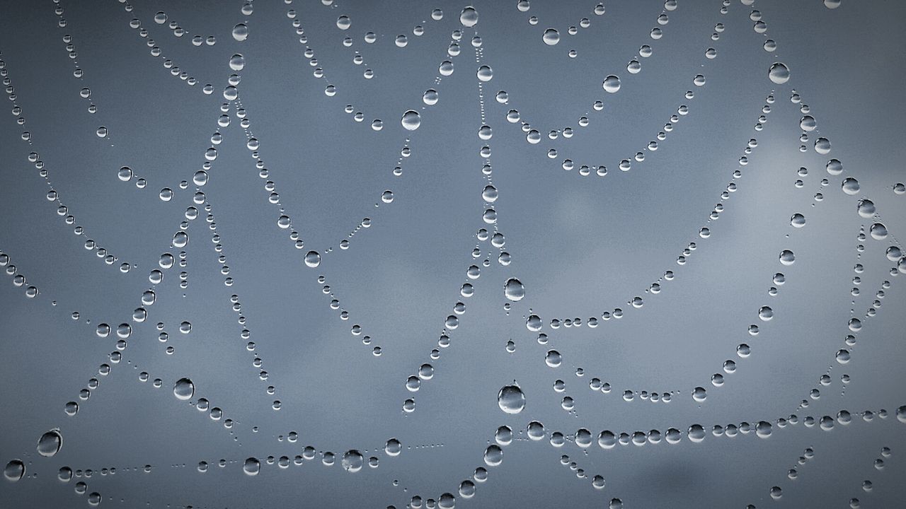 drop, water, close-up, fragility, wet, dew, full frame, natural pattern, freshness, backgrounds, purity, pattern, spider web, nature, beauty in nature, focus on foreground, raindrop, no people, droplet, detail