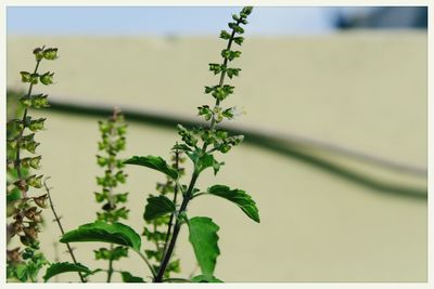 Close-up of plant