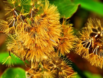 Close-up of wilted plant