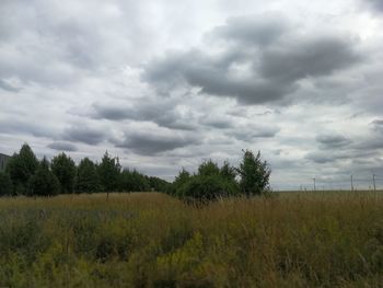 Trees on field against sky