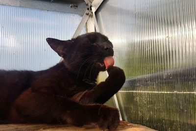 Close-up of a cat