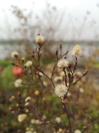 Close-up of cherry blossom