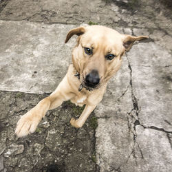 Close-up portrait of dog