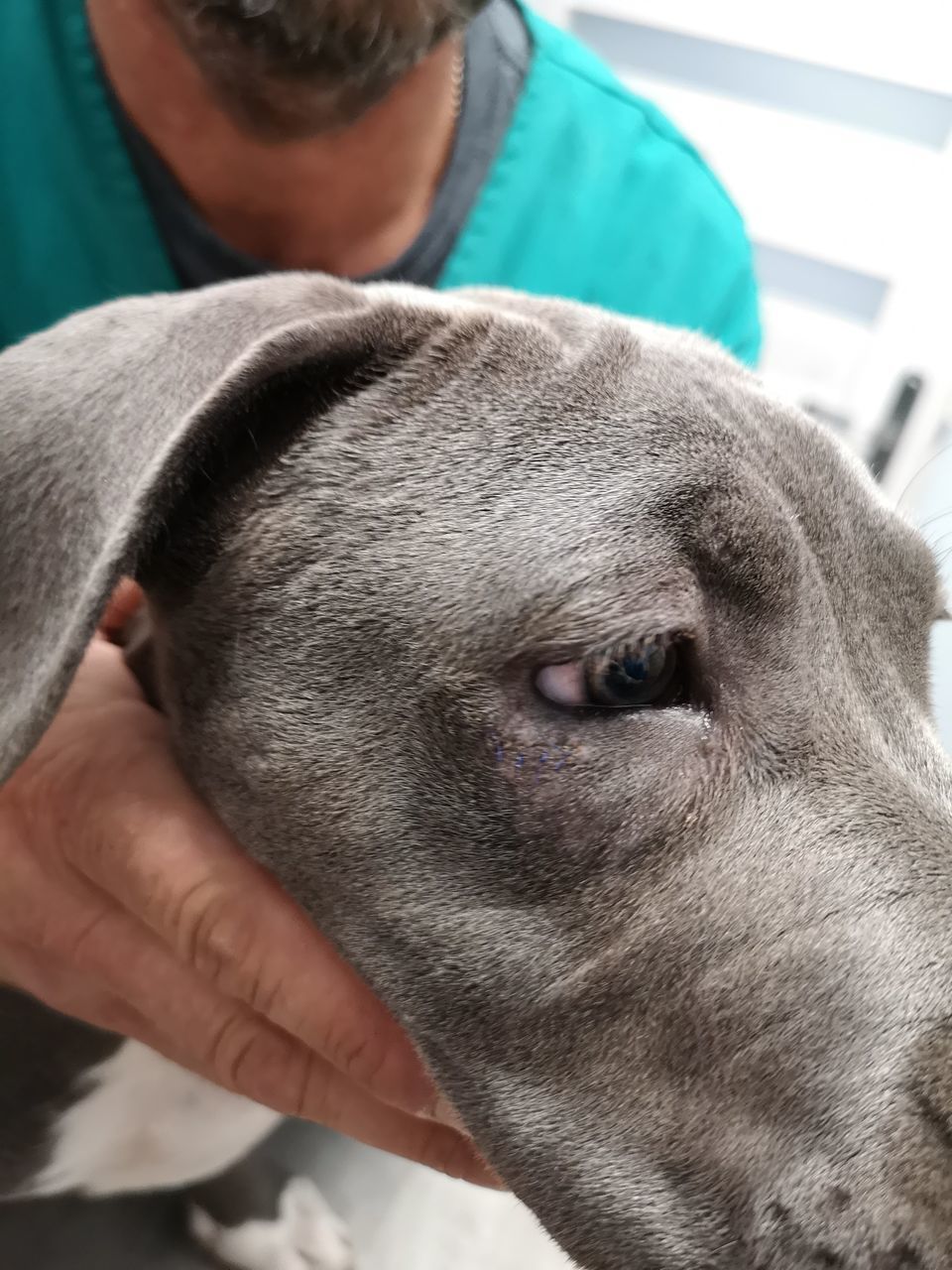 CLOSE-UP PORTRAIT OF DOG WITH MOUTH OPEN