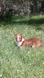 Dog on grass