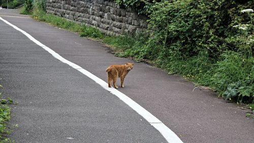 Cat walking on road