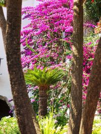 Close-up of purple flower tree