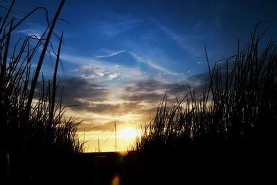 Silhouette plants on field against sky during sunset