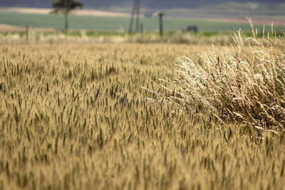 Scenic view of wheat field