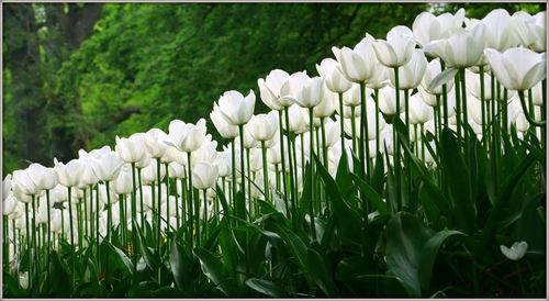 White flowers growing on field