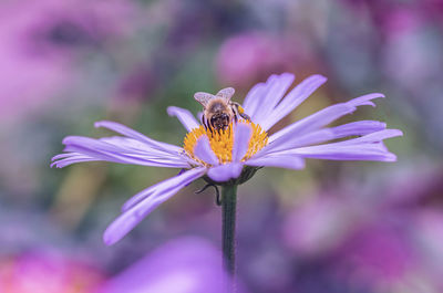 Bumblebee on purple flower