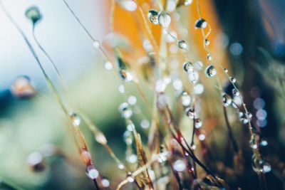 Close-up of wet spider web on plant