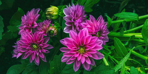 Close-up of pink flowers