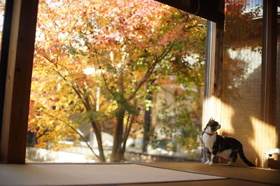 Dog sitting by window