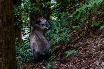 Close-up of lion in forest