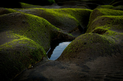 Close-up of moss growing on rocks