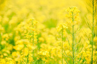 Close-up of fresh yellow flowering plants in field