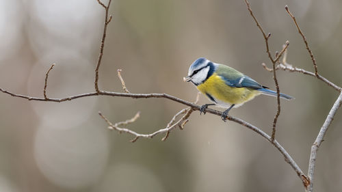 Close-up of bird perching on branch