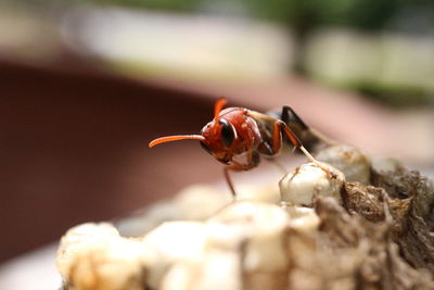 Close-up of insect