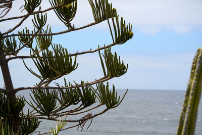 Close-up of plant against sea