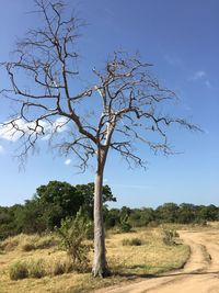 Bare tree on field against sky