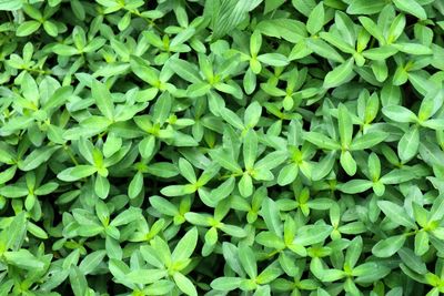 Full frame shot of green leaves