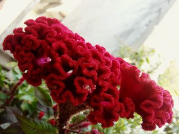 Close-up of red flower