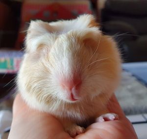 Close-up of hand holding a guinea pig 