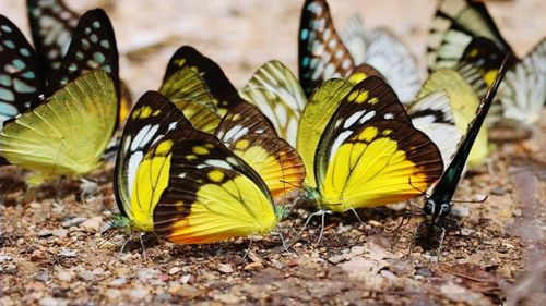 Butterfly on leaf