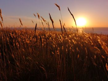 View of stalks in field against sunset