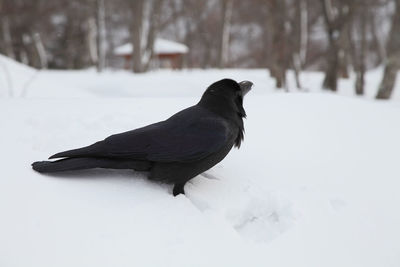 Close-up of raven on snow covered field