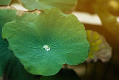 Close-up of green leaf on plant