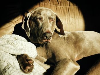 Close-up of weimaraner resting on sofa at home