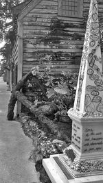 Close-up of tree trunk