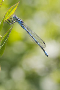 dragonflies and damseflies