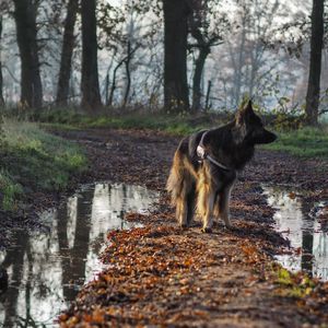 Dog standing in a forest