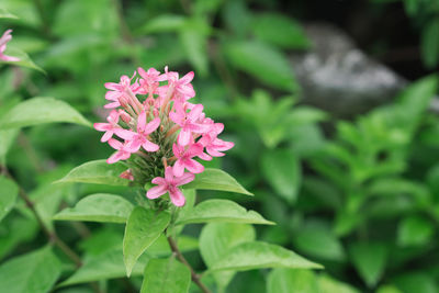 Close-up of pink flowering plant