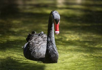 Swan swimming in lake