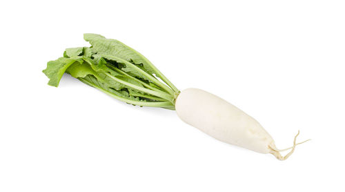 High angle view of leaf against white background