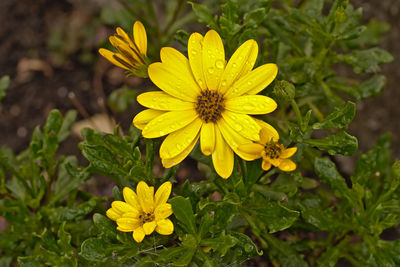 Close-up of yellow flowering plant