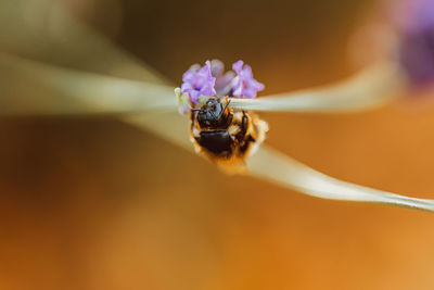 Closeup of tiny bee picking pollen from blooming lavender flowers growing in meadow in countryside